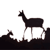 Doe & Fawn