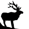 Elk #1