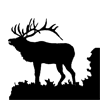 Elk #2