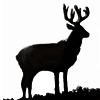 Mule Deer